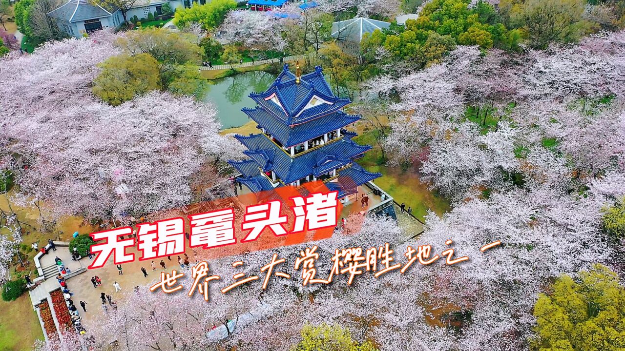 无锡鼋头渚3多万株樱花盛开，世界三大赏樱胜地之一，到底有多美？_腾讯视频