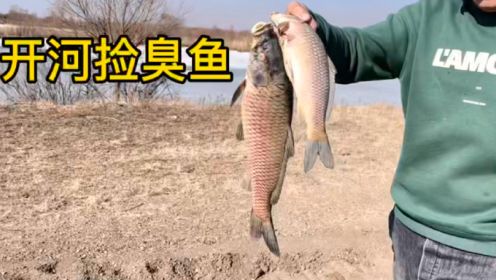黑龙江开河捡臭鱼，臭鱼身上腐烂这味太臭，大鲶鱼大鲤鱼！