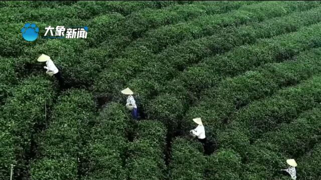 每一盏香茗,都是华夏民族独有的文化传承!绿茶之王的历史起源(下)