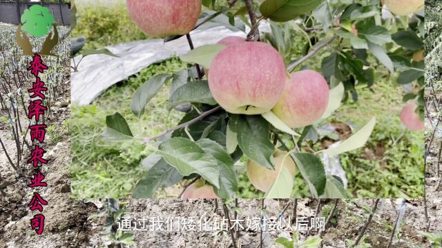 1年生矮化M26嫁接爱妃苹果苗价格 优势介绍