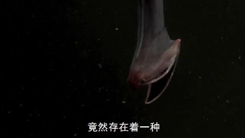 深海动物“吞噬鳗”，能吞下比身体还大的食物，难道不会被撑爆？#奇闻#猎奇#海洋生物#动物科普