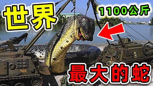 全世界最大的10條超級巨蛇！第一名重量超過1100公斤