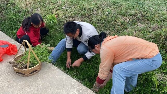 被公认为最好吃的野菜,刚长出来就被抢光了,很多人不认识