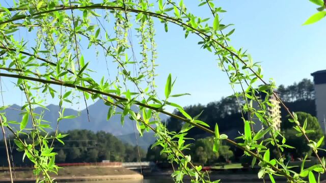 泡一杯茶,享受一种淡淡的味道,品着人间的甘甜