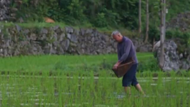 重庆酉阳稻米滞销,村干部通过网络卖米,造福全村人