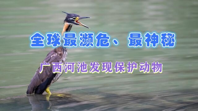 上热搜!关系发现全球最濒危鸟类海南虎斑鳽,长相奇特主动求帮助