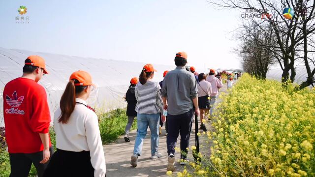 大悦回馈季ⷮŠ暖心相悦春光里悦笼雅苑春季采摘活动