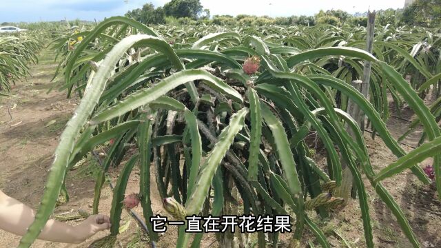 白水晶火龙果不愧是家庭种植好品种,比土豪燕窝果还要甜更易种植