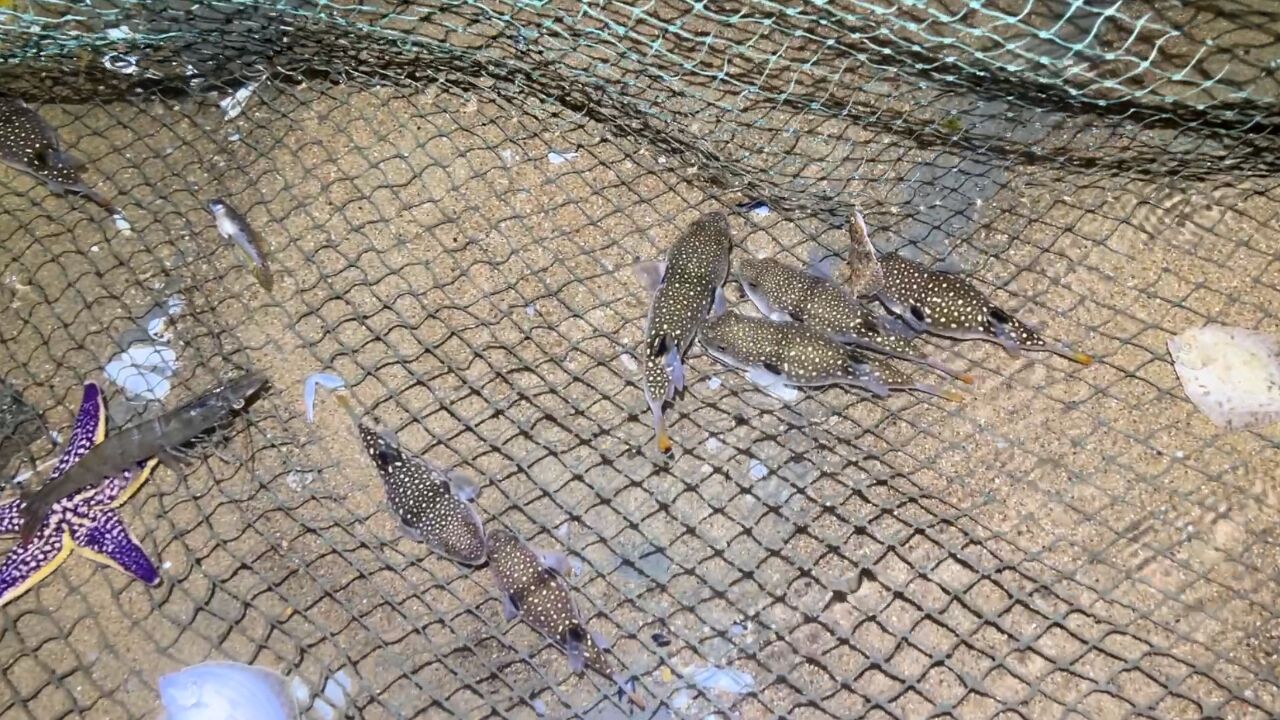 小斗赶海时碰到好多河豚鱼聚堆,一只也没敢要,还抓到黄海螺