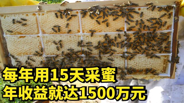 大叔每年花15天采蜜,年收益就达1500万元,他的蜂蜜为何这么牛?