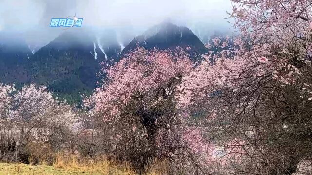 林芝桃花红艳艳,美丽风景等你来观看