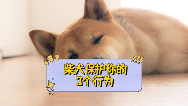 柴犬保护你的3种行为,你知道吗?