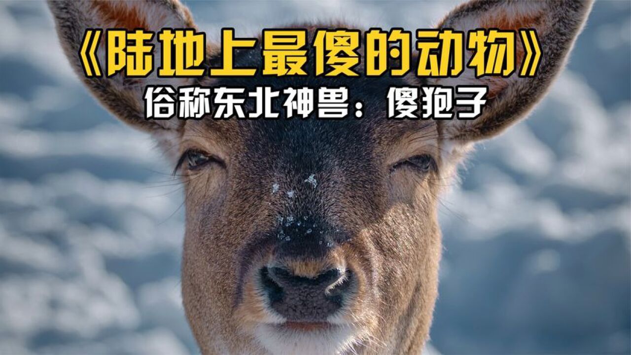 陆地上最傻的动物,俗称东北神兽:傻狍子!