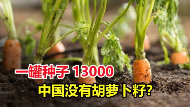 日本种子13000一罐,为何我国菜农还疯抢?国产种子种不出胡萝卜?