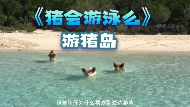 猪会游泳么?游猪岛