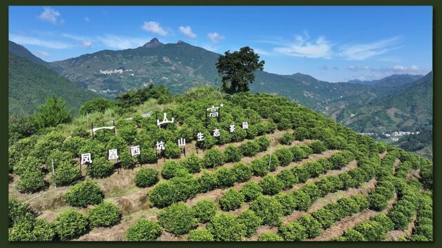 西坑山 生态茶园