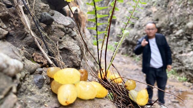 石壁生长的小植物,根含“黄金”,能吃能入药,拍给大家认识下