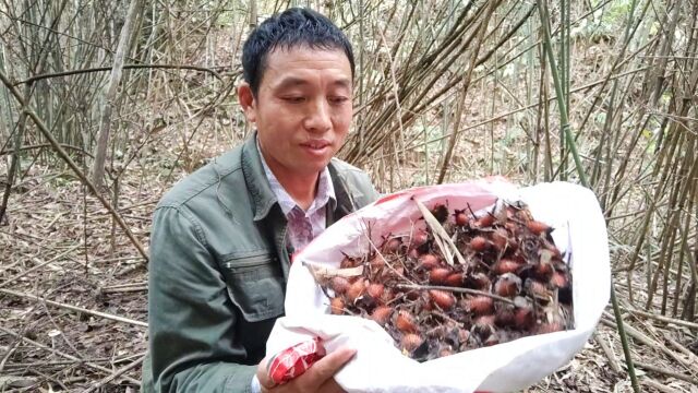 山里遇到这种果实,一定不要错过了,农村认识它的人都知道它的价值