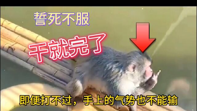 南京网红猴再次遭霸凌后落水,工作人员:它一直不服猴王