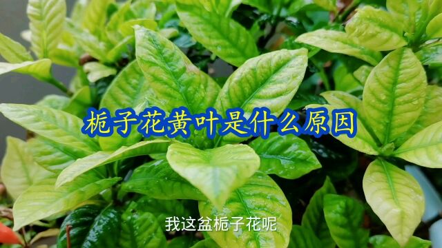 栀子花黄叶是什么原因?三个步骤完美解决