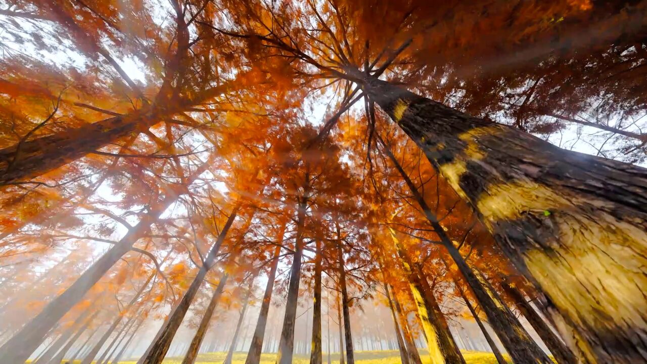 宁夏海原:层林尽染南华山