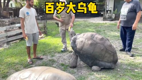 四代人养大的大乌龟，真是罕见的一幕_高清1080P在线观看平台_腾讯视频