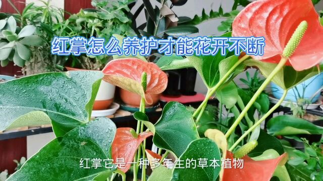 红掌怎么养护才能花开不断