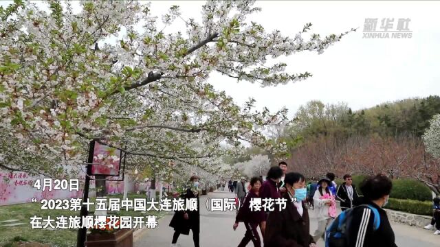 旅顺樱花节:打造“中国北方最美赏樱胜地”