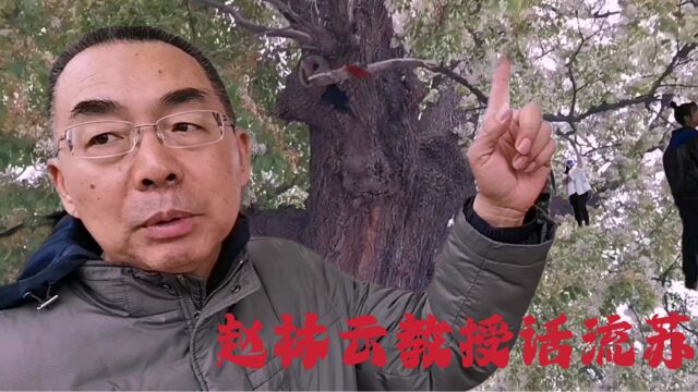 寻访甘泉村千年流苏王,揭秘盛传济南降龙树,赵林云教授如是说