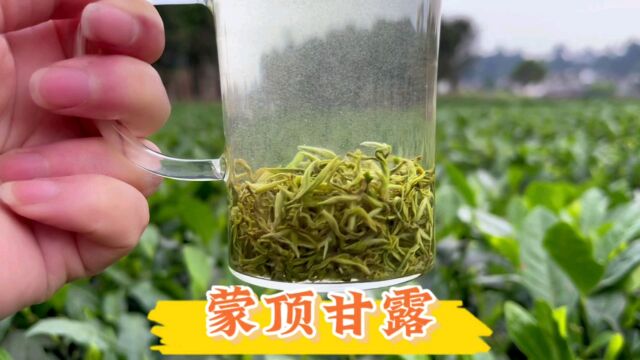 正宗蒙顶甘露的滋味就是好,鲜爽甘甜还带嫩玉米味,雅安源头好茶