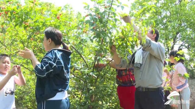 日照五莲:“开春第一枝”露天小樱桃成熟 “火”了采摘游