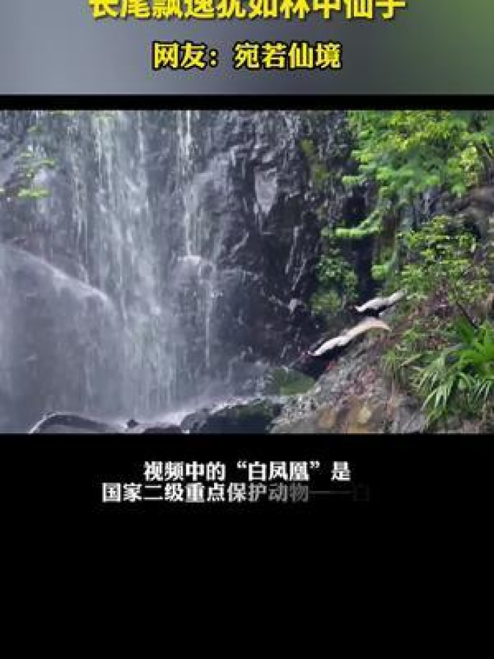 好事成双!近日,福建永安,摄影师拍到。据介绍,“白凤凰”是国家二级保护动物白鹇。网友:凤凰于飞,见者吉祥!_高清1080P在线观看平台_腾讯视频