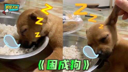 每天都是睡不醒?这才真是困成狗_高清1080P在线观看平台_腾讯视频