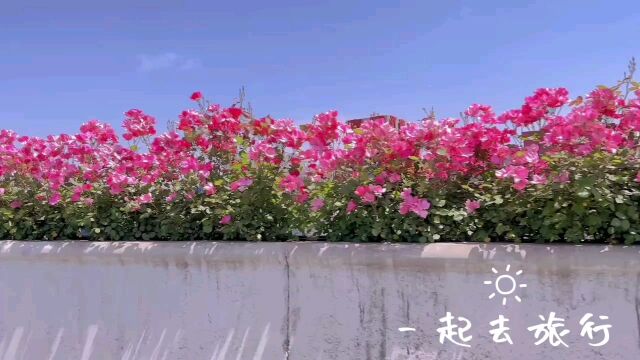 杭州高架上的花海