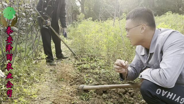 秋季种植双仁药用酸枣,可获药材双丰收,提高经济回报率!