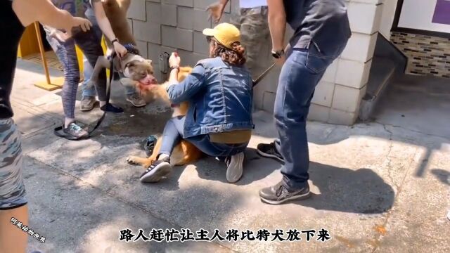 比特犬欺负金毛动物世界狗狗