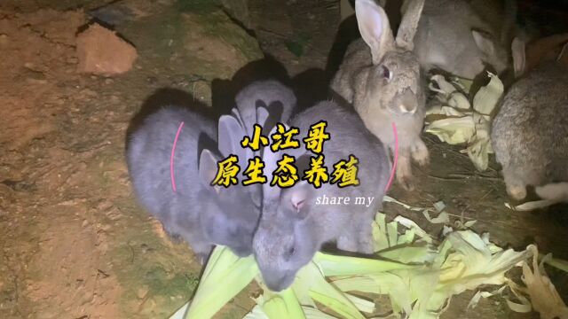 新手养兔教你如何避坑#兔子 #养兔人 #肉兔 #生态放养 #创作灵感