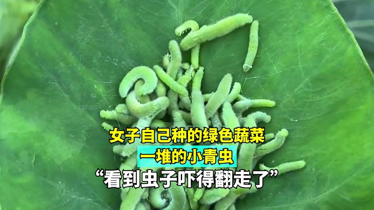 女子自己种的绿色蔬菜,一堆的小青虫,网友:看到虫子吓得翻走了!