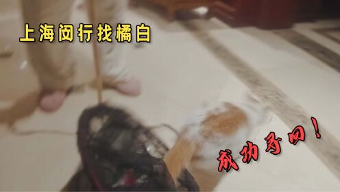 上海闵行找猫：来自亲妈的血脉压制，出去玩一圈被骂了一整天！