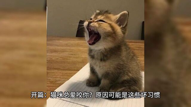 为什么猫咪总爱咬你,要改掉这些坏习惯