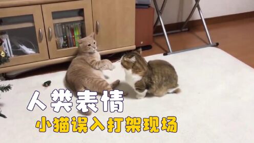 当人类表情出现在动物脸上,小猫误入打架现场,在狗脸上看到心虚_高清1080P在线观看平台_腾讯视频