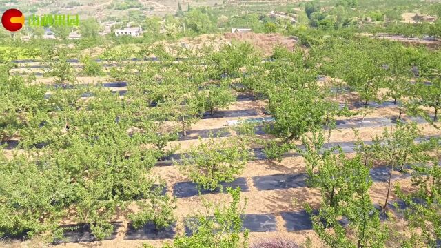 渭南镇雷下村花牛苹果基地果园防草布铺设中