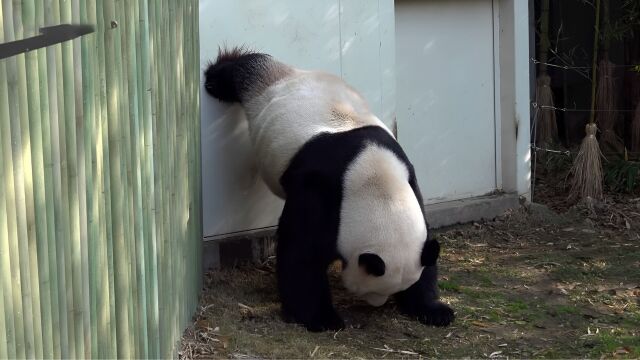 乐宝倒立小辩,福宝趴着大辩