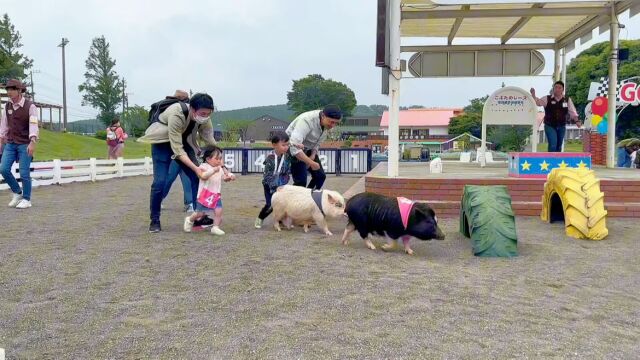 赶猪赛跑是什么体验?仔细看哪头猪赢了?