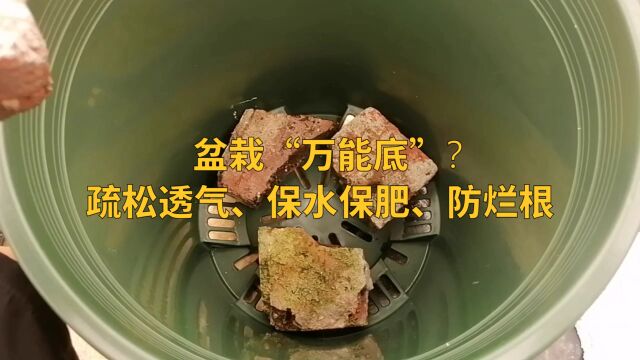 不管多难养的花,花盆底这样处理,不烂根不黄叶,谁养谁爆盆