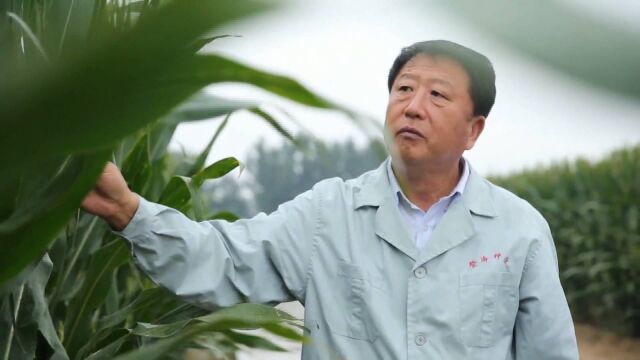 我是民营企业家丨李登海:种质创新引领中国玉米高产 74岁仍奋战科研第一线