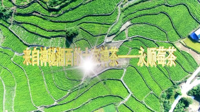 来自神秘湘西的土家神茶 ——永顺莓茶