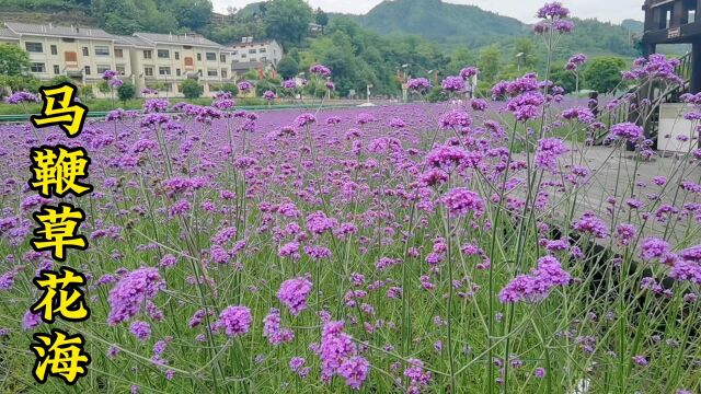 美丽乡村夏日美景随拍令人欣喜若狂,一片紫色花海马鞭草真是漂亮