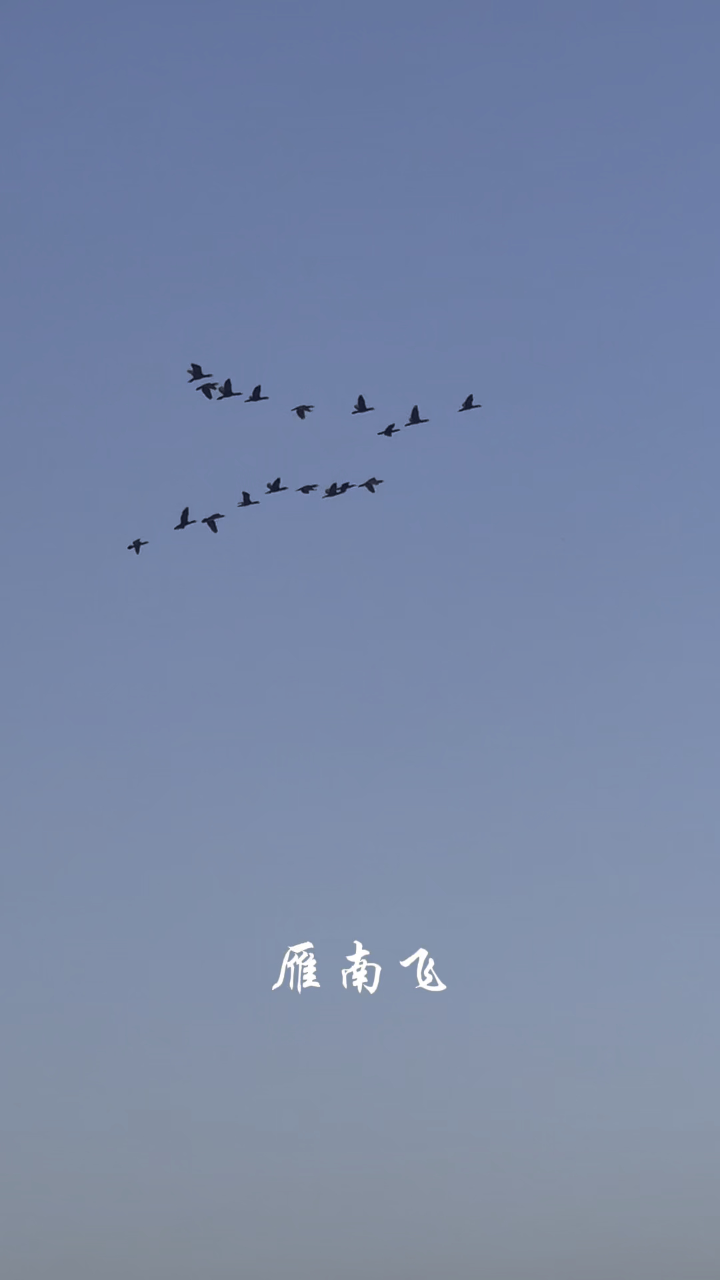 大雁南飞,何时回