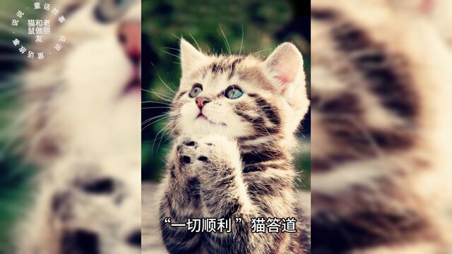 宝宝睡前故事猫和老鼠做朋友